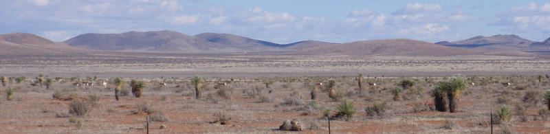 Antelope at Antelope Wells, NM.